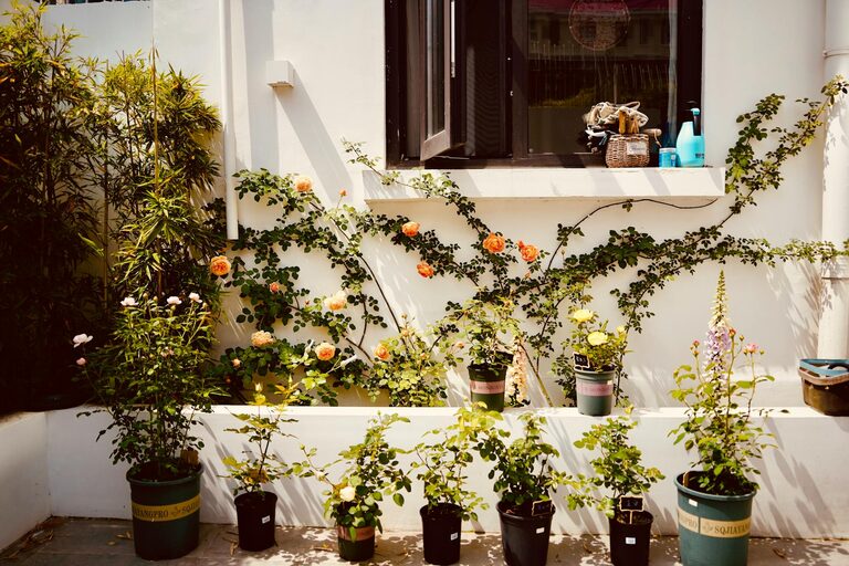 Tips for Creating a Relaxing Home Garden Space on a Budget